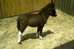 Baby Donkey on intake 5.10.16