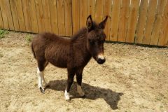 Baby Donkey on intake 5.10.15