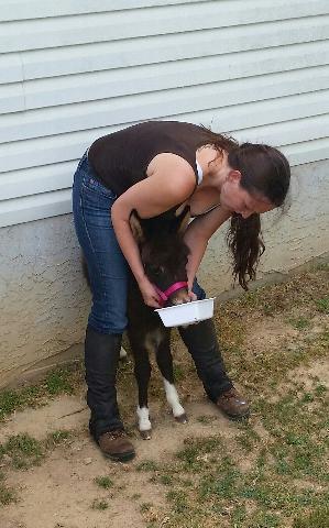 Teaching Baby Donkey how to drink from a bowl