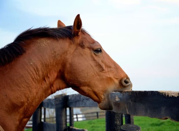 sorrel horse cribbing on fence post